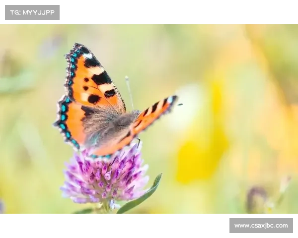 蝴蝶平原生态保护的五个实用技巧助力自然恢复与生物多样性保护 蝴蝶平原生态保护的五个实用技巧助力自然恢复与生物多样性保护